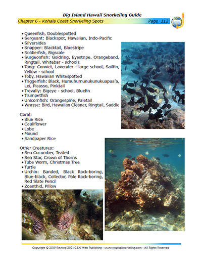 Big Island Hawaii Snorkeling Guide eBook Sample Page 6