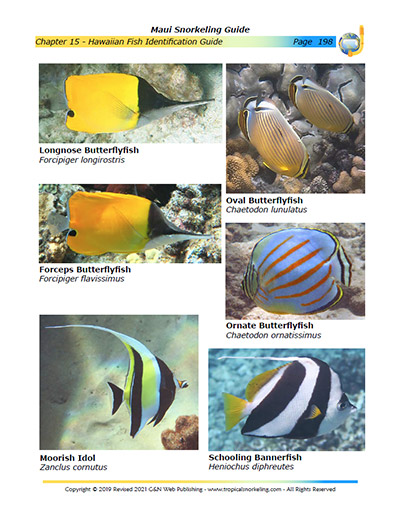 Maui Snorkeling Guide eBook Sample Page 7
