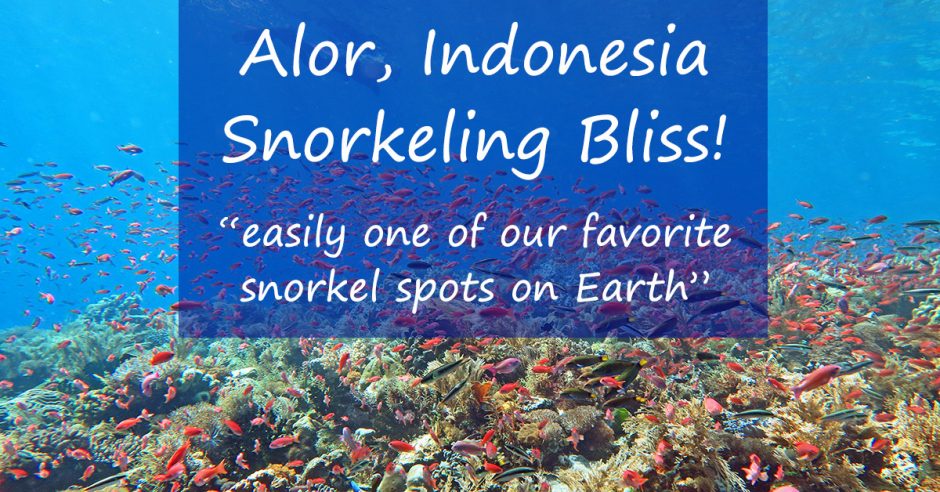Snorkeler over coral reef teeming with fish, with words over, "Alor, Indonesia Snorkeling Bliss, easily one of our favorite snorkel spots on Earth"