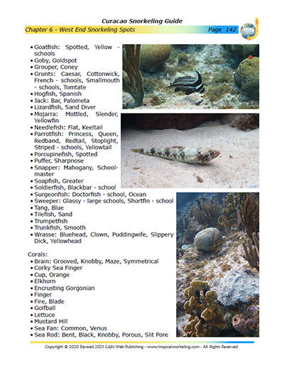 Curacao Snorkeling Guide eBook Sample Page 5