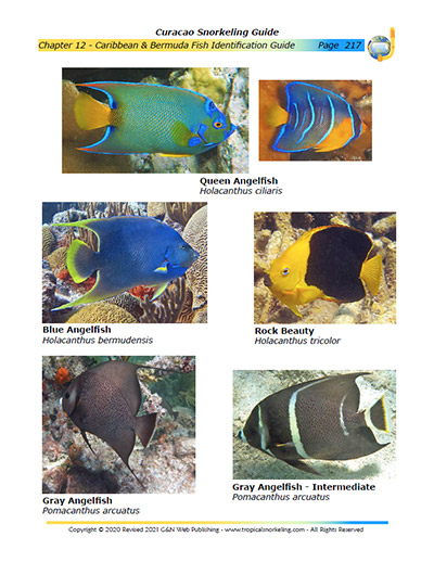 Curacao Snorkeling Guide eBook Sample Page 8