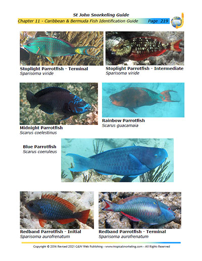 St John Snorkeling Guide eBook Sample Page 6