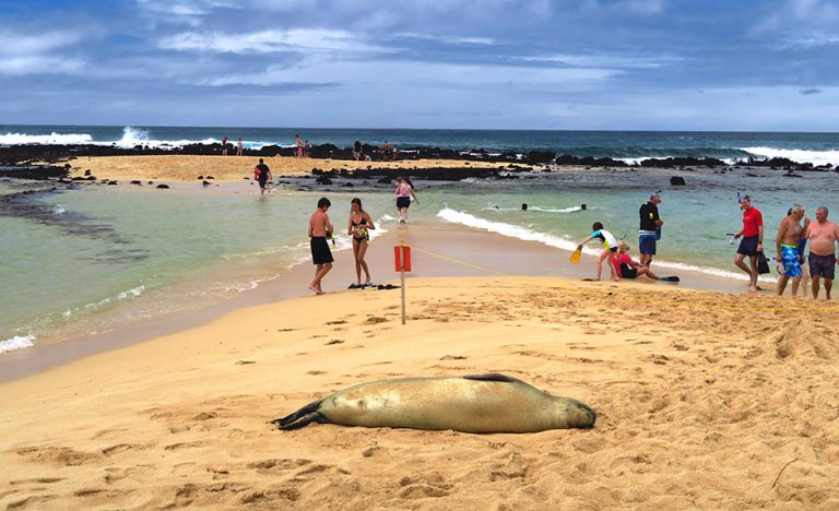 Snorkeling Poipu Beach Park Is - Poipu Beach Resting Monk Seal 768x468