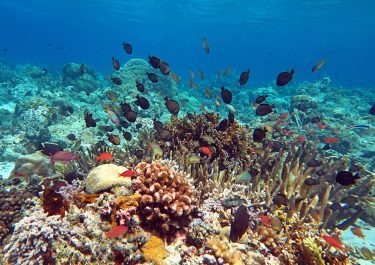 Coral Triangle Snorkeling - Most Alive Reefs In The World