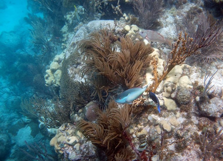 Snorkeling Looe Key Reef - It's Deep But Has Big Fish