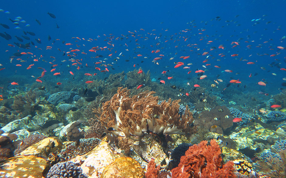 Coral Triangle Snorkeling Most Alive Reefs In The World Coral Triangle Snorkeling Most Alive Reefs In The World