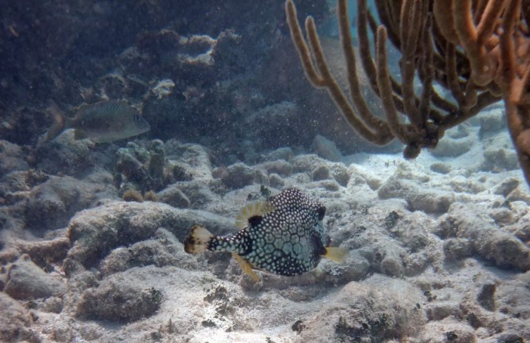 Snorkeling Grecian Rocks, Key Largo - Spot For A Windy Day