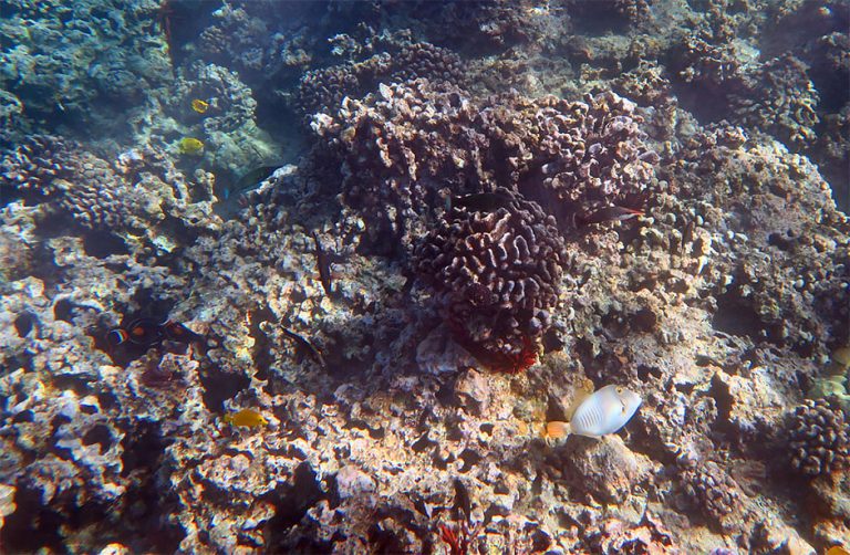 Live Vs Dead Coral Useful Pictures And Descriptions