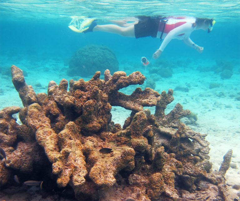 Live Vs Dead Coral Useful Pictures And Descriptions