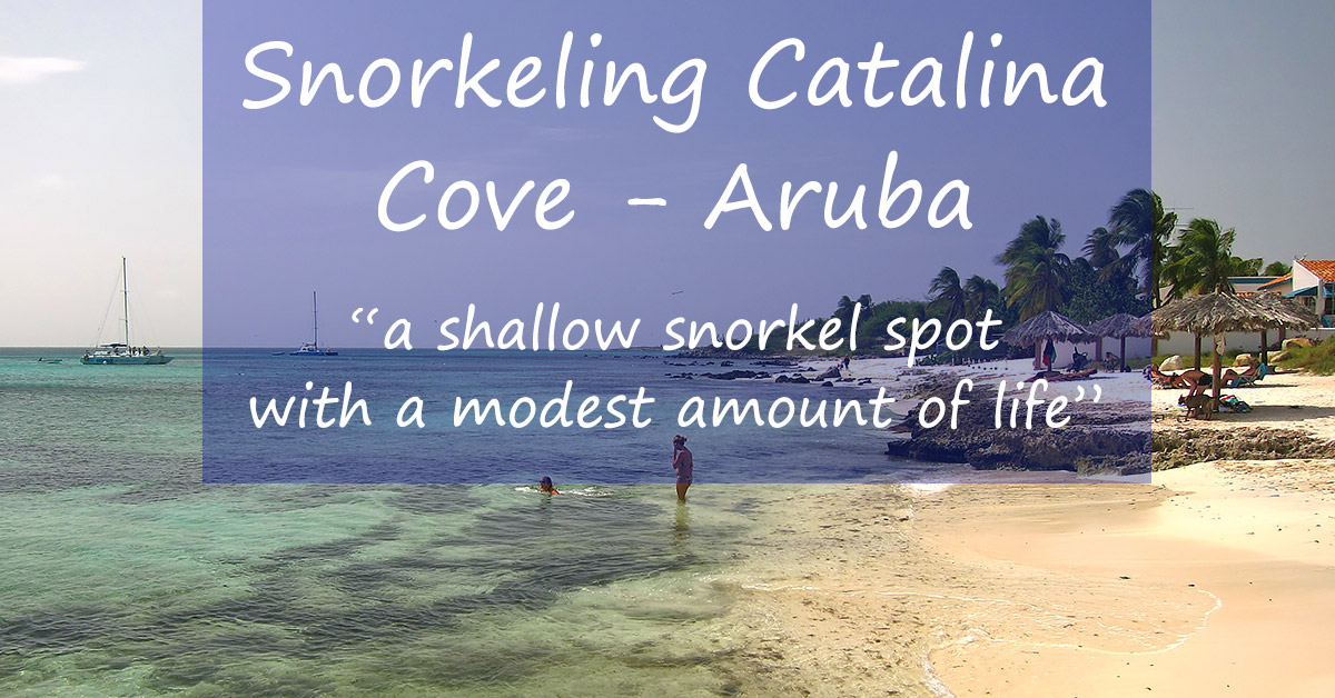 Snorkeling Catalina Cove Good Spot For Fish And Sponges