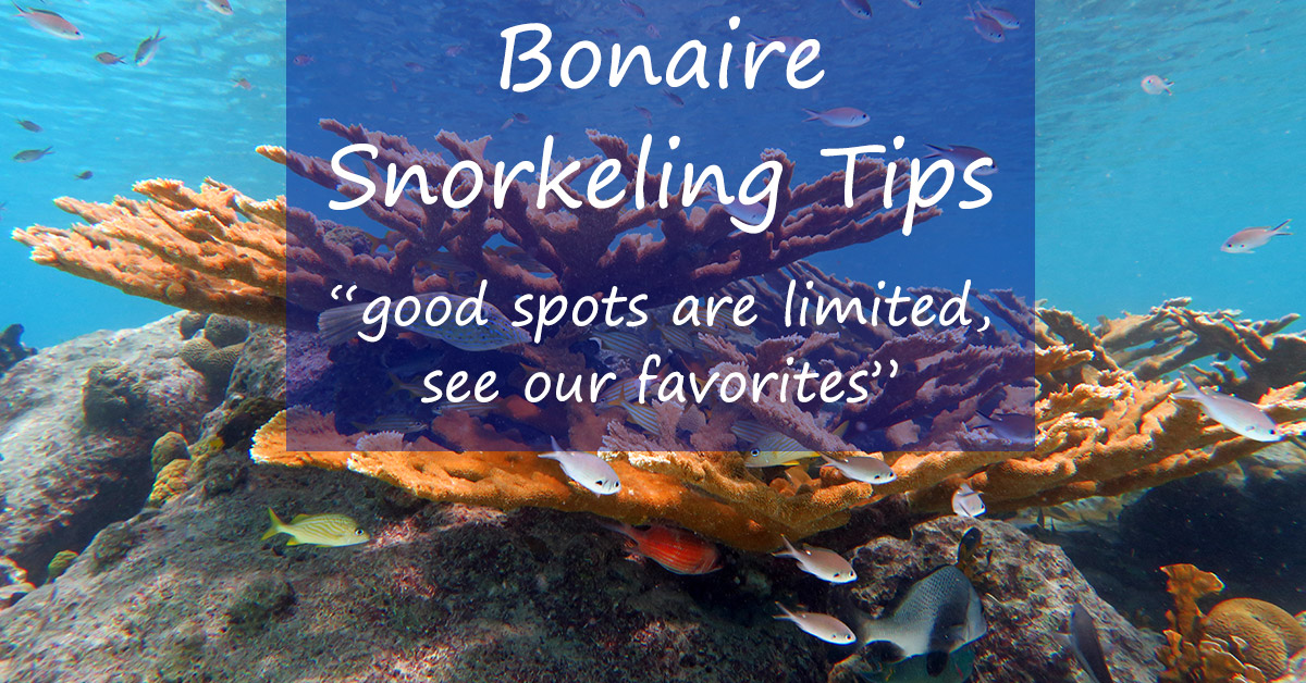 Bonaire Snorkeling Challenging And Limited