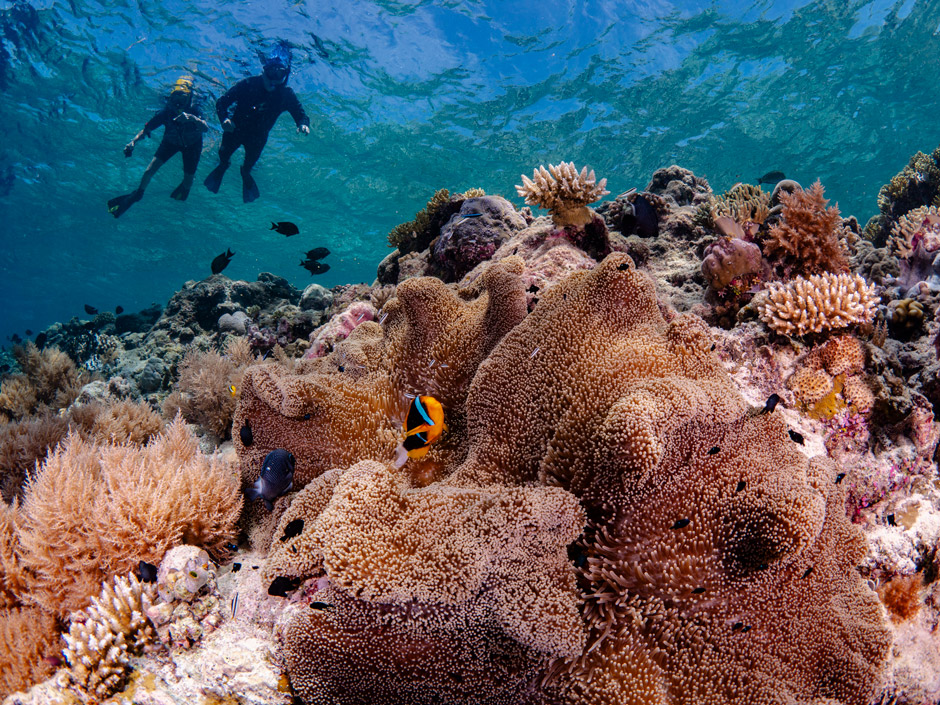 Carpet anemone with an anemonefish on a coral reef with snorkelers in Palau