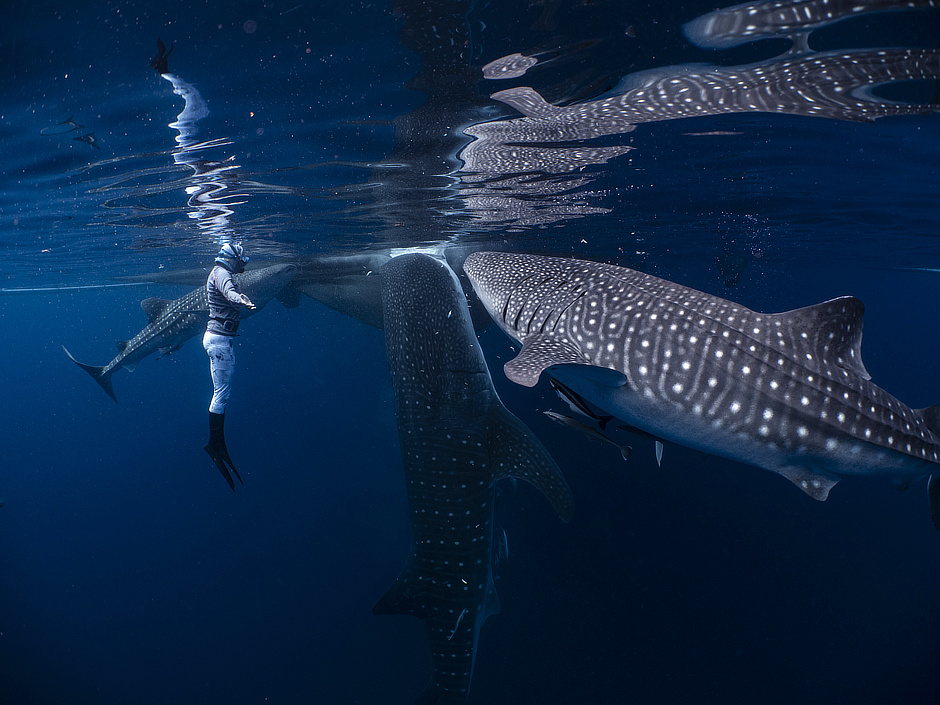 Snorkeler with whale sharks in Cenderawasih Bay