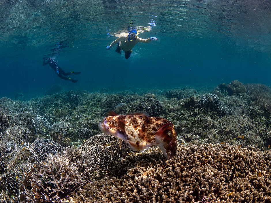 Cuttlefish with snorkelers at Bangka Island Indonesia