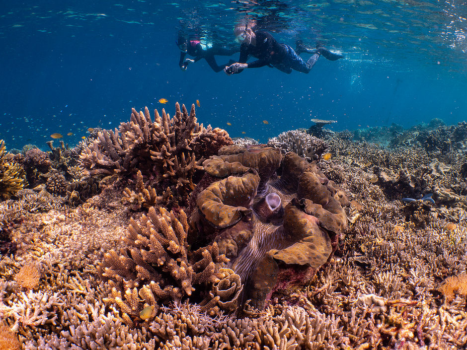 Giant clam on a coral reef in Indonesia with snorkelers