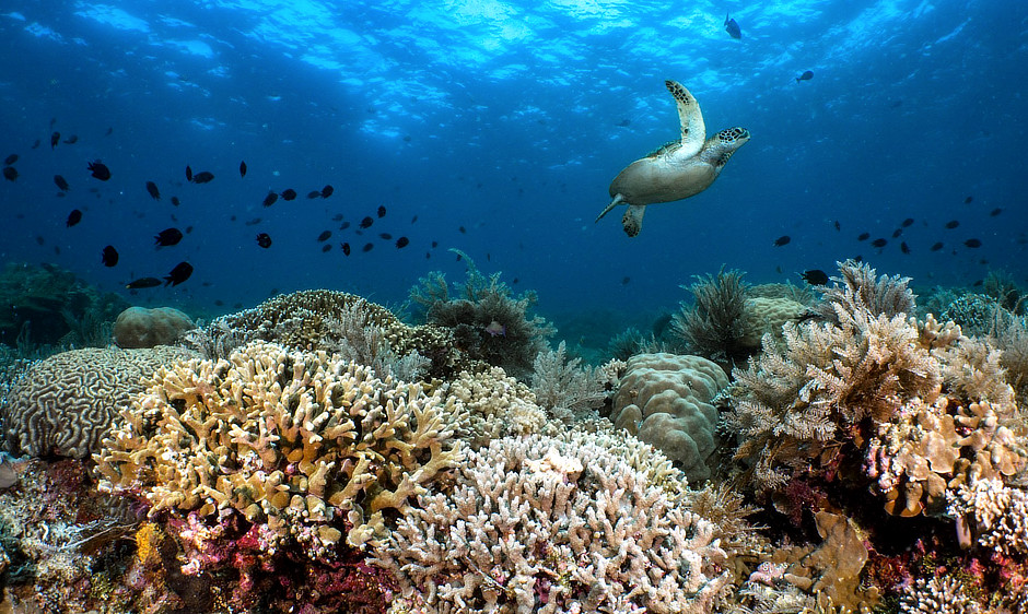 Sea turtle over a coral reef with fish in Bunaken National Park