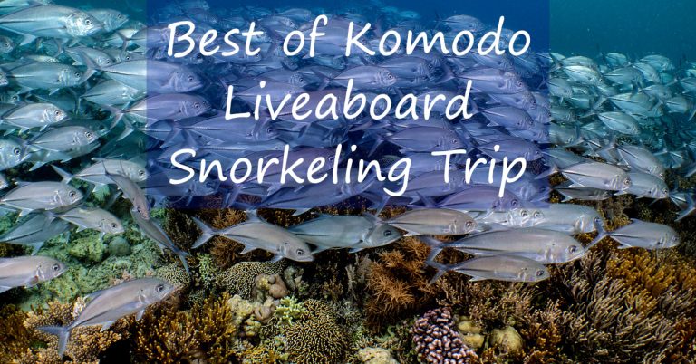 SNORKELING FOR BEGINNERS OAHU visual data 6