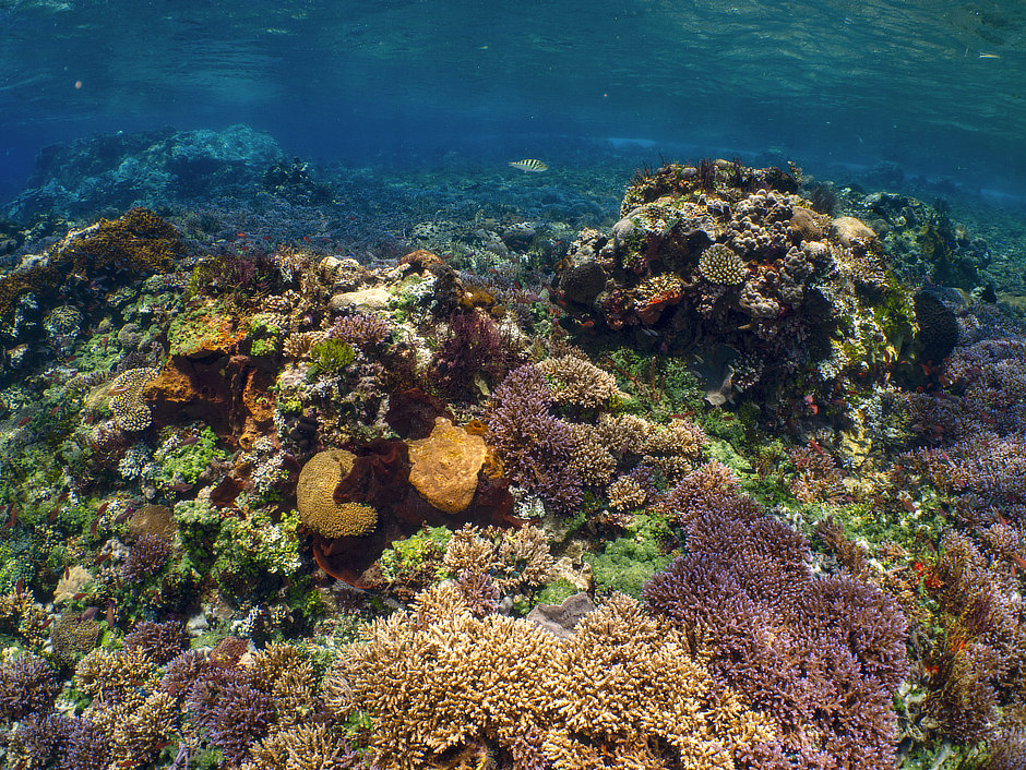 Colorful coral reef in Alor