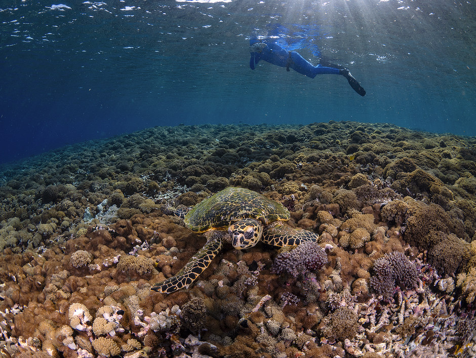 Hawksbill Turtle on soft corals in Komodo with snorkeler above