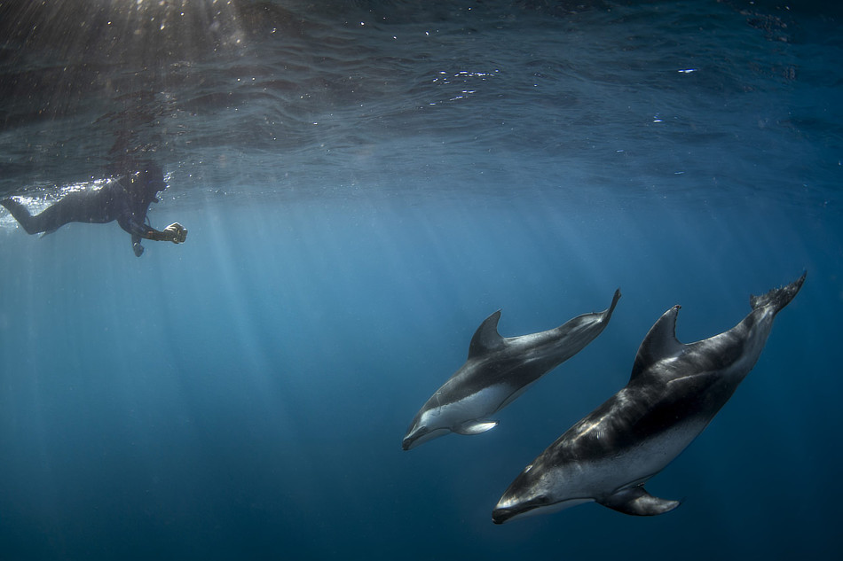 Snorkeler with a pair of dolphins in Mexico