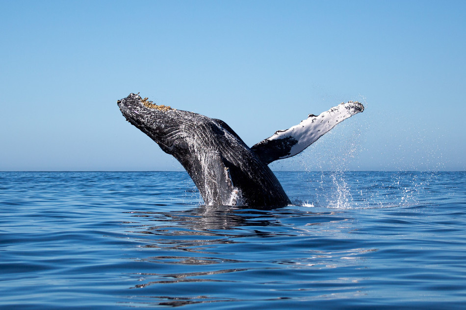Humpback Whale breaching in Mexico