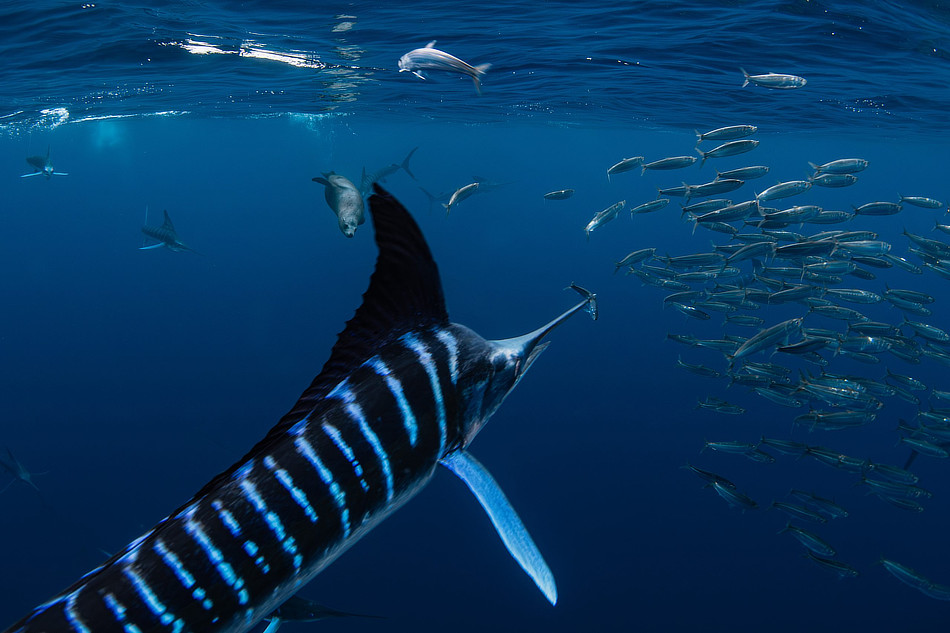 Many Striped Marlins, sardines and sea lion in Mexico