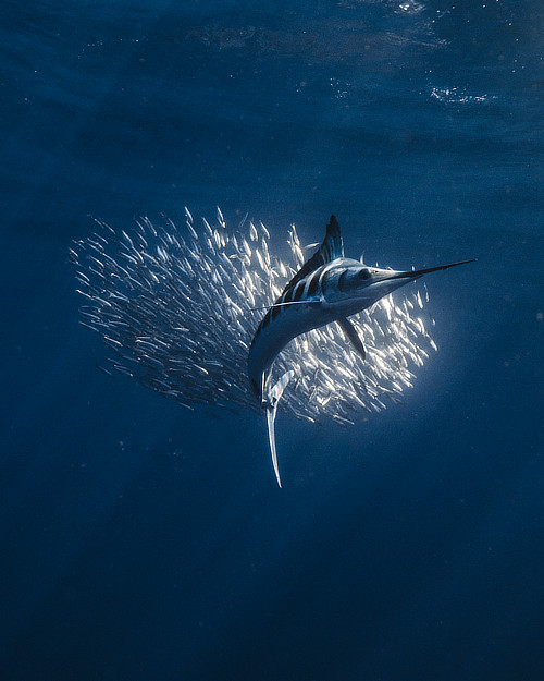 Striped Marlin and sardines bait ball in Mexico