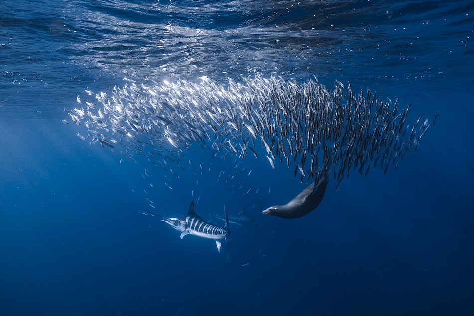 Sardines bait ball with Striped Marlin and sea lion predators in Mexico