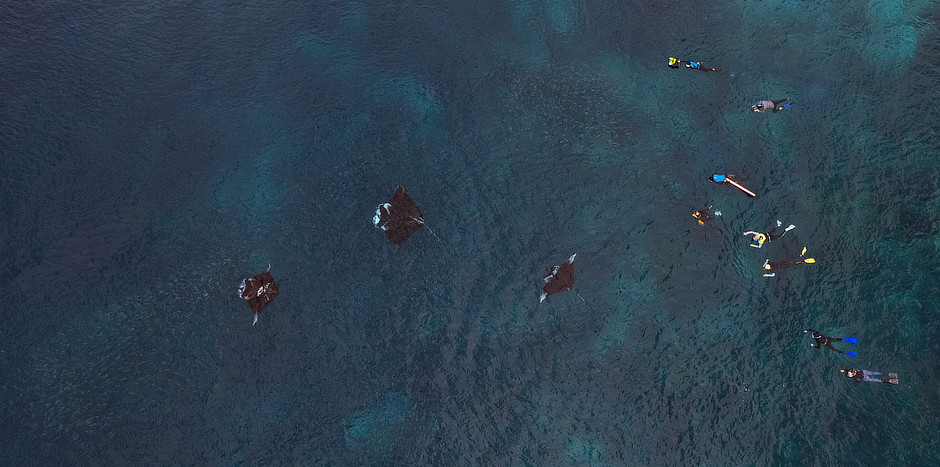 Aerial view of 3 mantas and many snorkelers