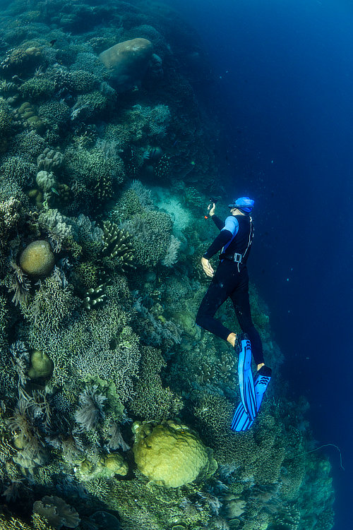 Snorkeler freediving over a coral reef in Indonesia