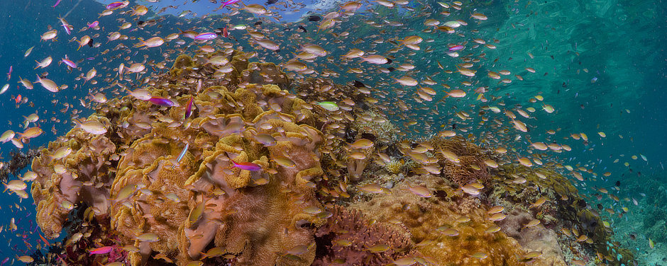 Anthias over leather coral in Halmahera