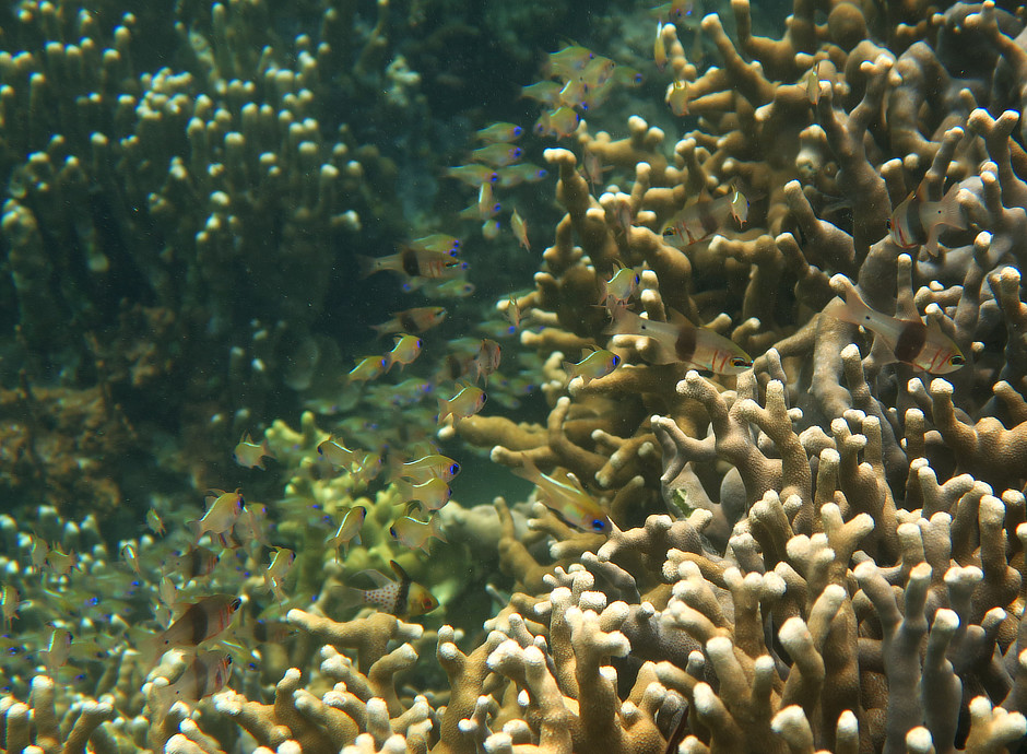 Cardinalfish in branching coral in Palau