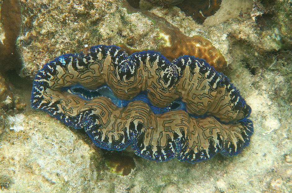 Beautiful boring clam in Palau
