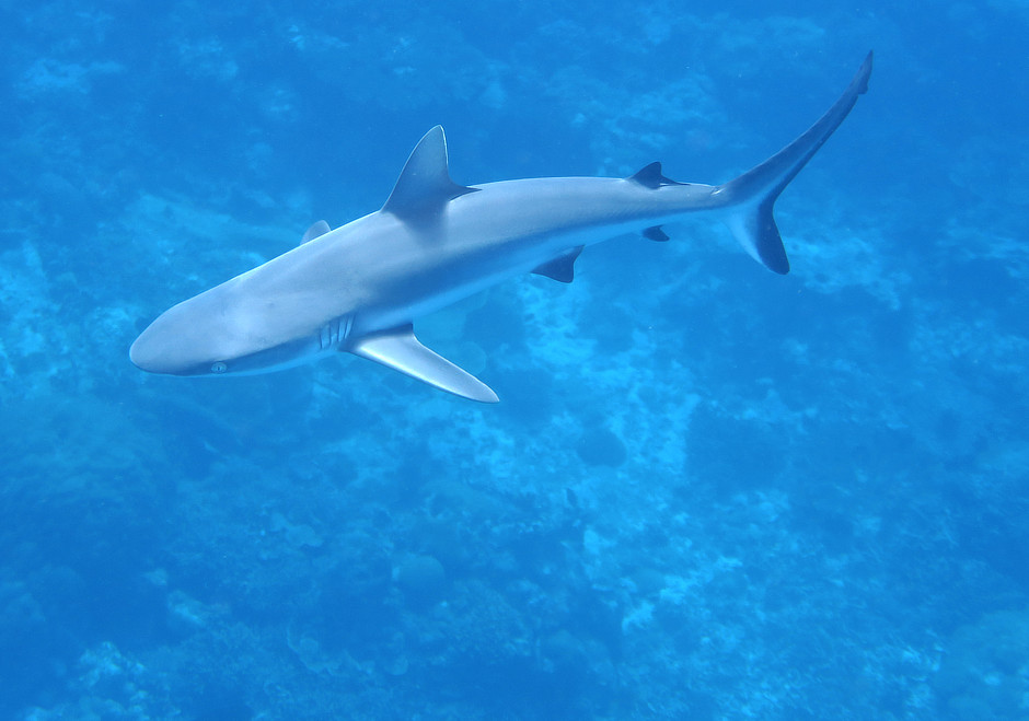 Gray Reef Shark at the cleaning station at the mouth of German Channel Palau