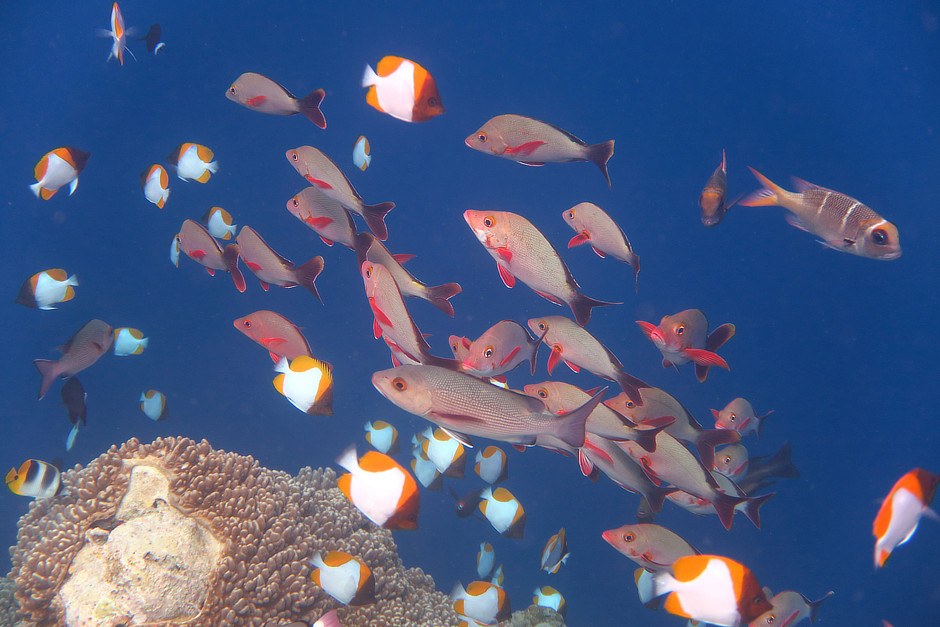 Many fish over Big Drop Off Palau