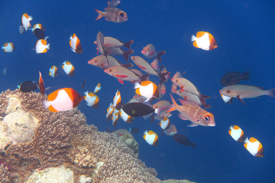 Many fish over drop-off in Palau