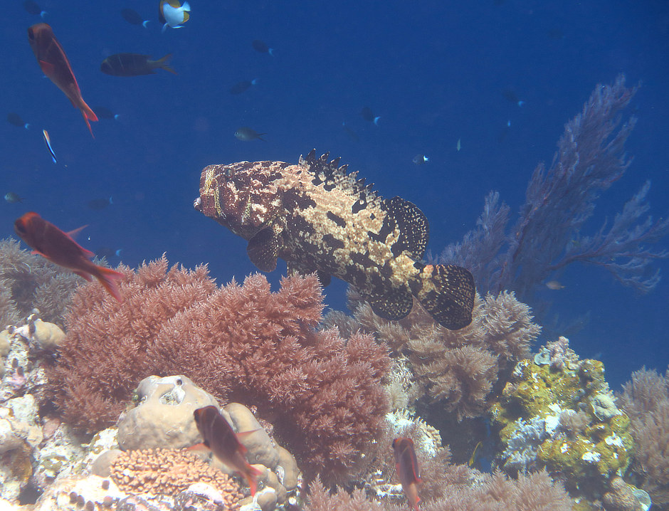Marbled Grouper in soft coral on Palau snorkeling reef