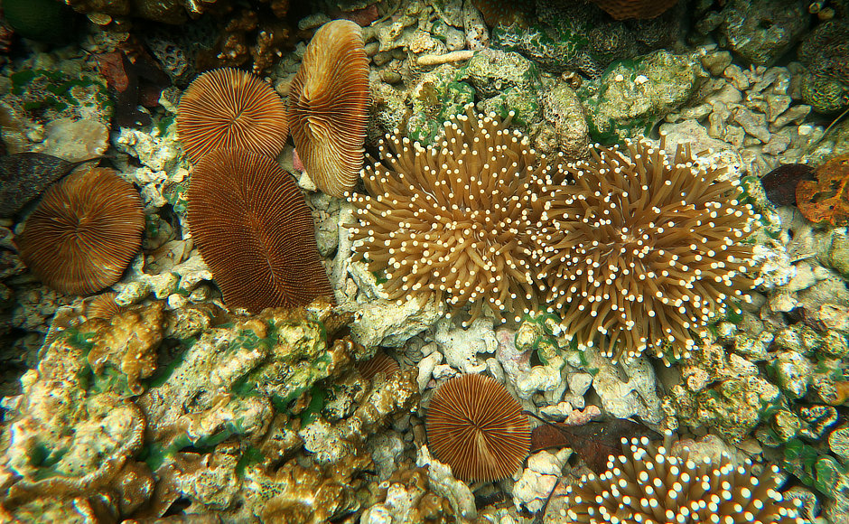 Mushroom corals, some feeding, Palau