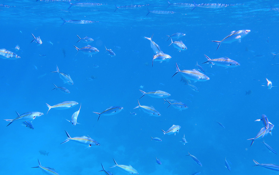 Needlefish and Fusiliers in Palau
