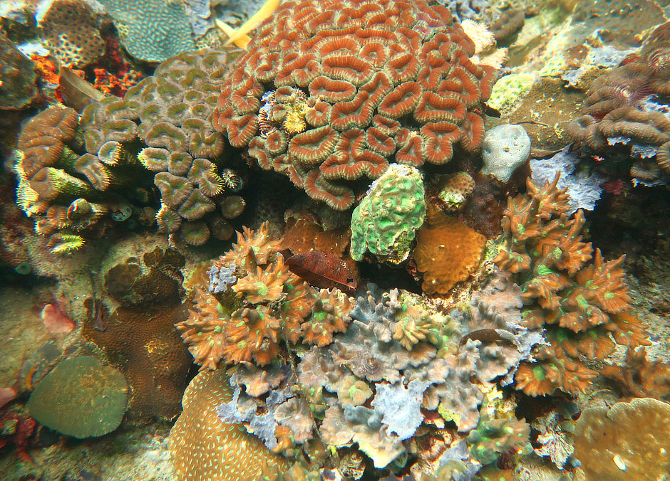 Palau lagoon corals