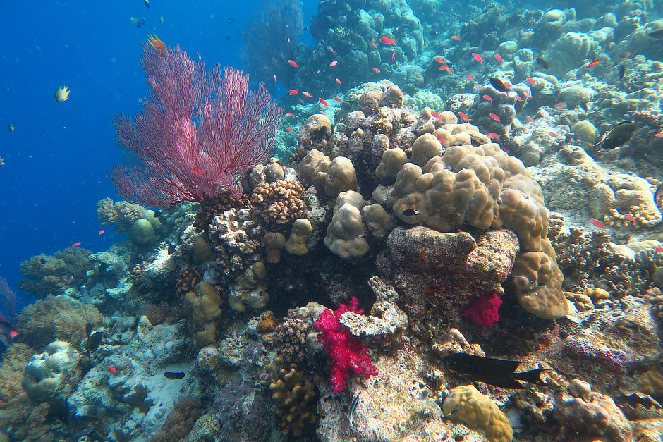 Red sea fan and red dendronephthya corals with hard corals and anthias in Palau