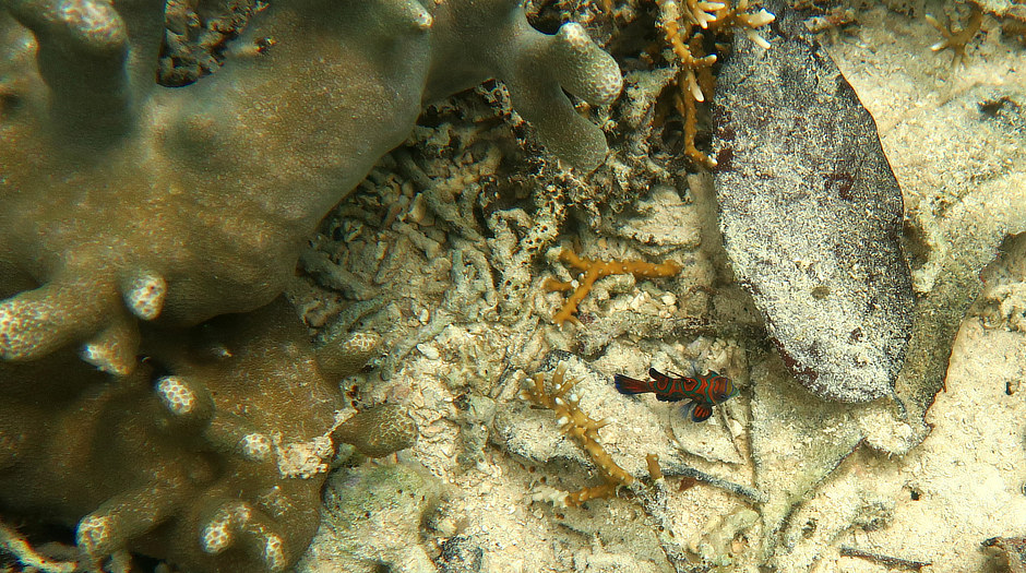 Mandarinfish at Rembrandt in Palau
