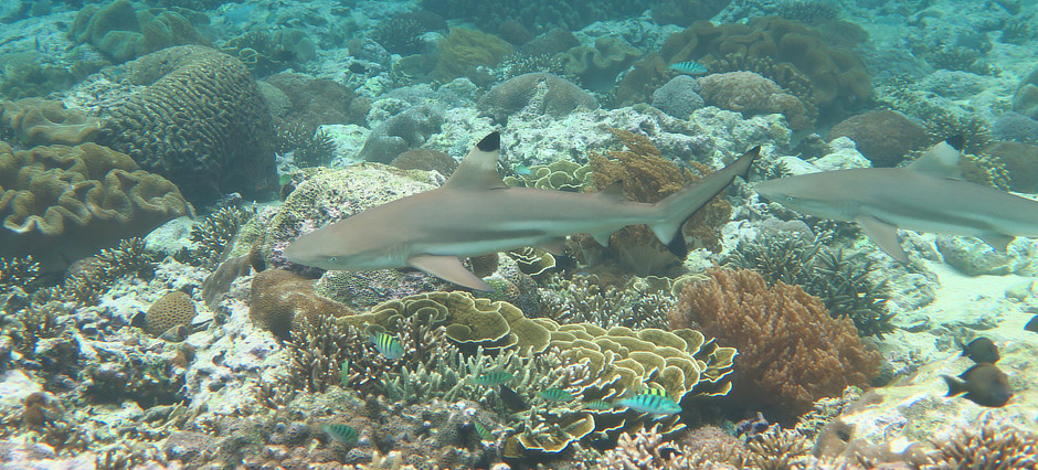 Black-tip Reef Sharks in Sumbawa