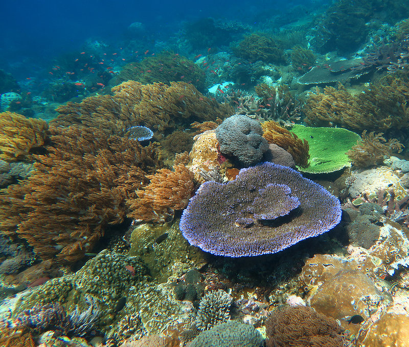 Colorful hard and soft coral reef on Gili Banta