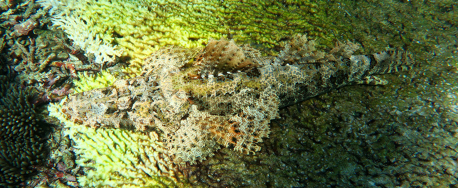 Crocodilefish on Gili Banta