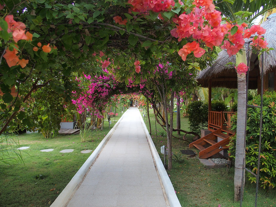 Bougainvillea over walkway at Kalimaya Resort