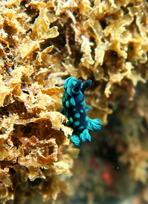 Nembrotha cristata at Sangeang