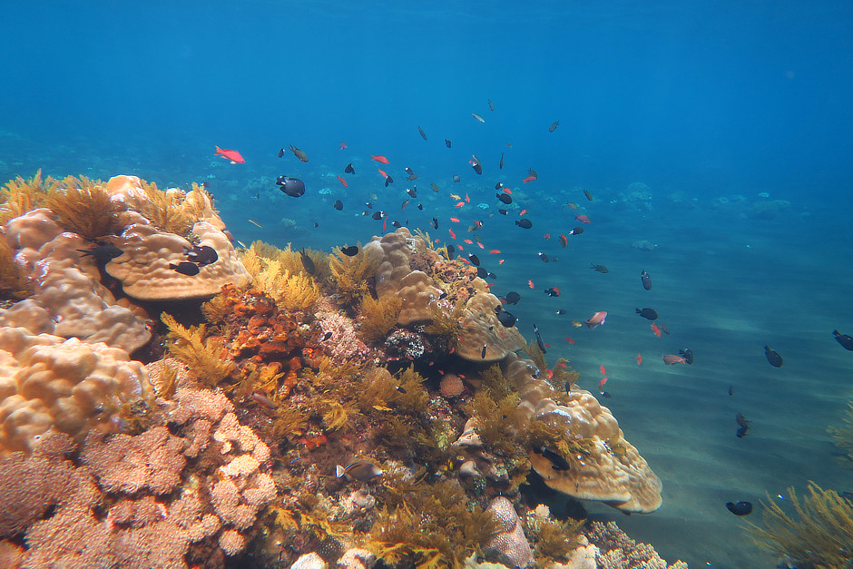 Corals and fish with black sand at Sangeang Volcano