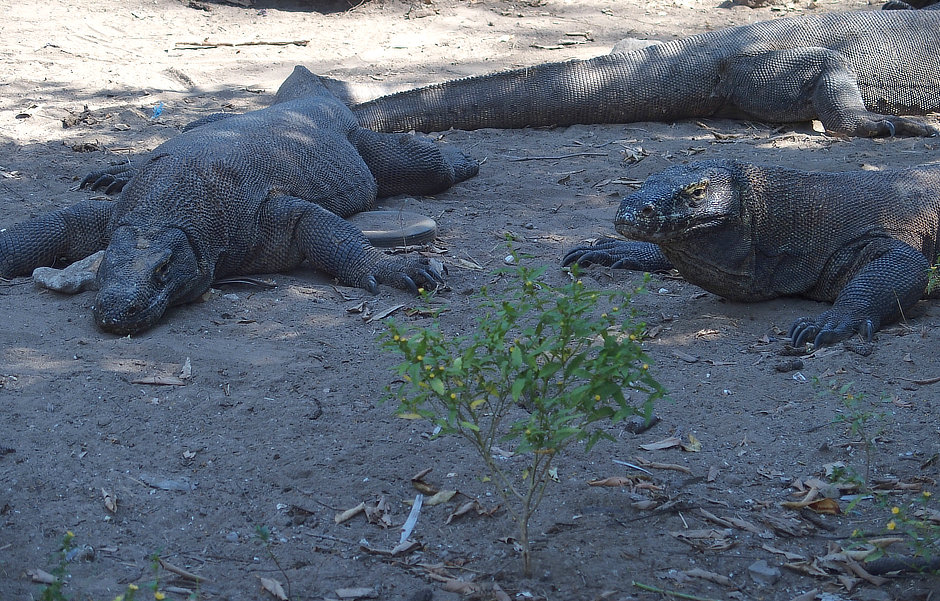 Three Komodo Dragons