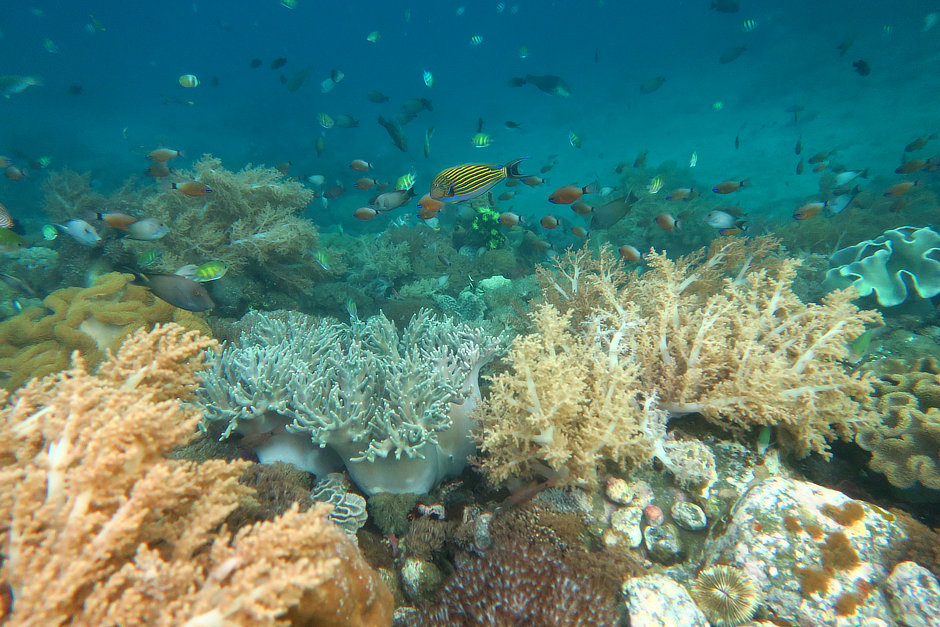 Alami Alor House Reef